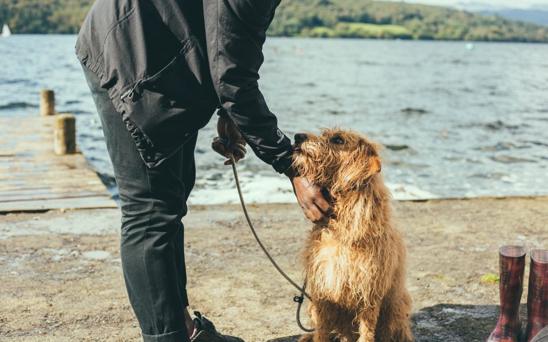 An Old Dog Teaches Important Tricks By Rev. Craig Statton