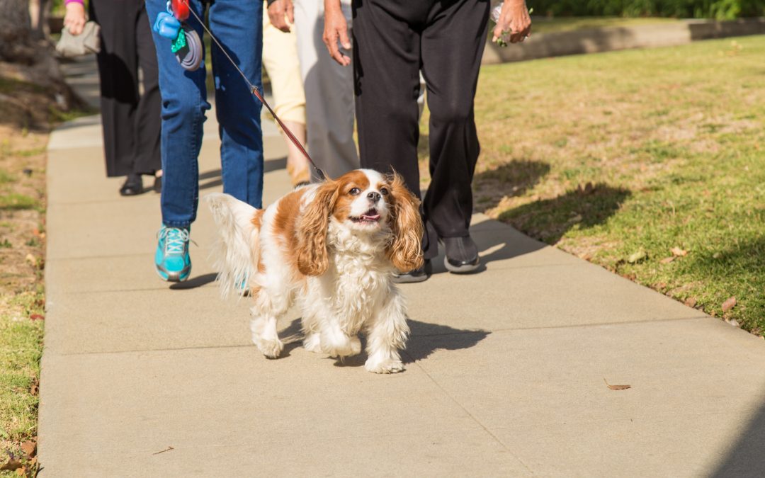 Pets & Seniors make a Peach of a Pair By Bill Hull